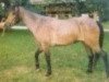 Zuchtstute Coed Coch Lavina (Welsh Pony (Sek.B), 1975, von Coed Coch Targed)
