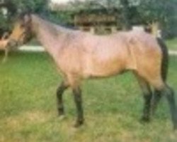 Zuchtstute Coed Coch Lavina (Welsh Pony (Sek.B), 1975, von Coed Coch Targed)