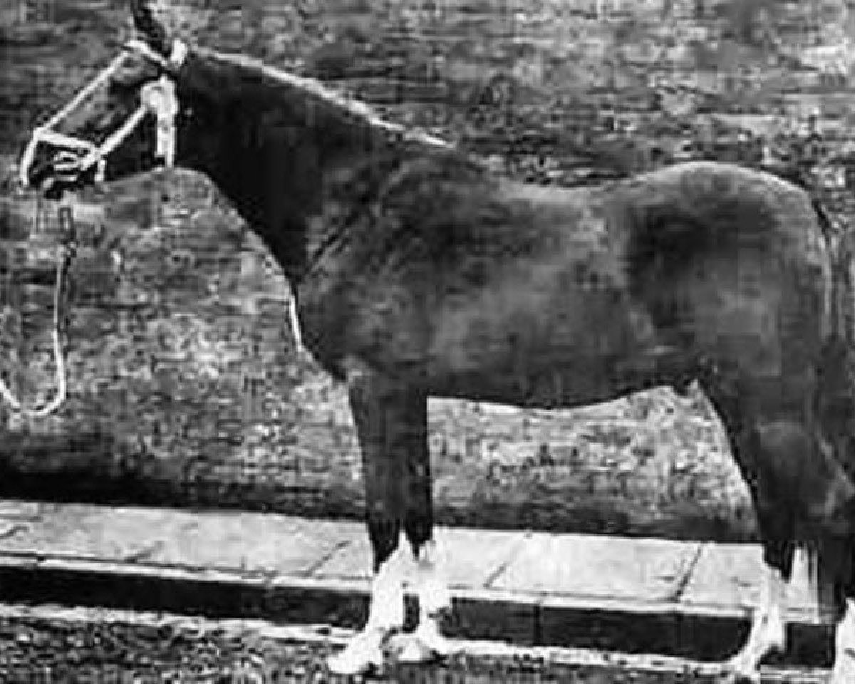 stallion Aldebaran ox (Arabian purebred, 1919, from Dwarka 1892 DB)