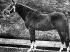 stallion Aldebaran ox (Arabian thoroughbred, 1919, from Dwarka 1892 DB)