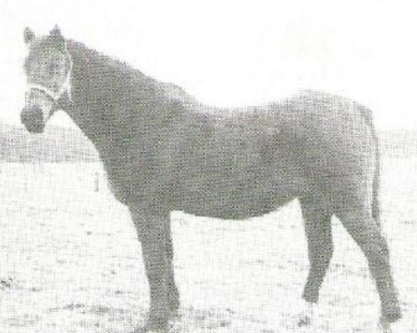 broodmare Sheila (Nederlands Welsh Ridepony, 1965, from Saoud ox)