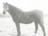 broodmare Sheila (Nederlands Welsh Ridepony, 1965, from Saoud ox)