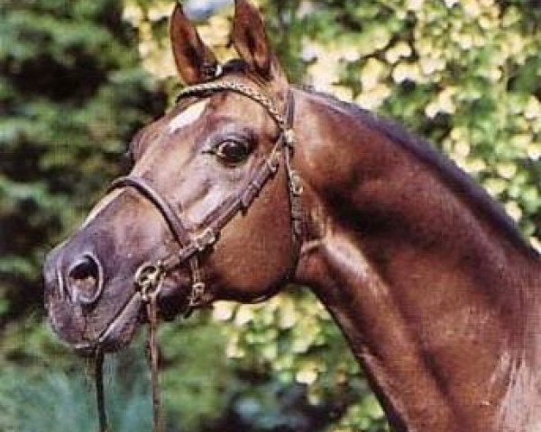 horse Valentino (Welsh-Pony (Section B), 1982, from Downland Folklore)