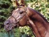 stallion Valentino (Nederlands Welsh Ridepony, 1982, from Downland Folklore)