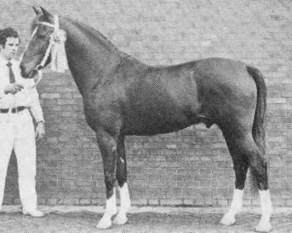 Deckhengst Kantje's Sjonny (New-Forest-Pony, 1969, von Golden Wonder)