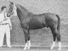 stallion Kantje's Sjonny (New Forest Pony, 1969, from Golden Wonder)