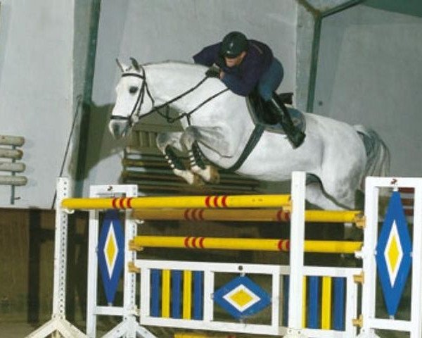 stallion Joliot (Holsteiner, 1990, from Joost)