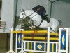 stallion Joliot (Holsteiner, 1990, from Joost)