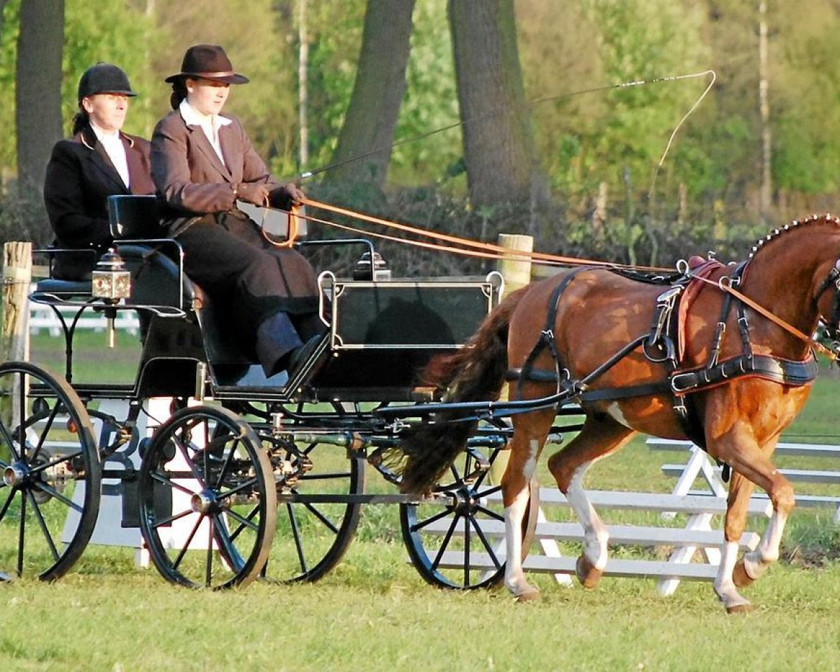 dressage horse Fuchur (German Riding Pony, 2001, from Famos)