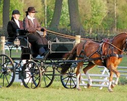 dressage horse Fuchur (German Riding Pony, 2001, from Famos)