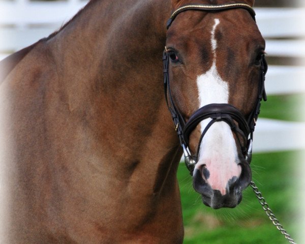 stallion Quandor 5 (Westphalian, 2006, from Quidam de Revel)