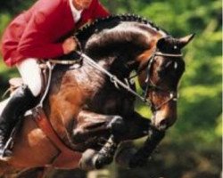 stallion Lafontaine (Holsteiner, 1991, from Landgraf I)