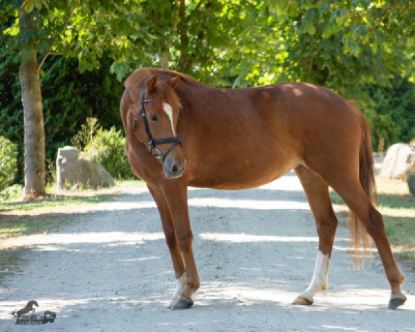 dressage horse Steendieks Wisely (German Riding Pony, 2014, from FS Dodge City)