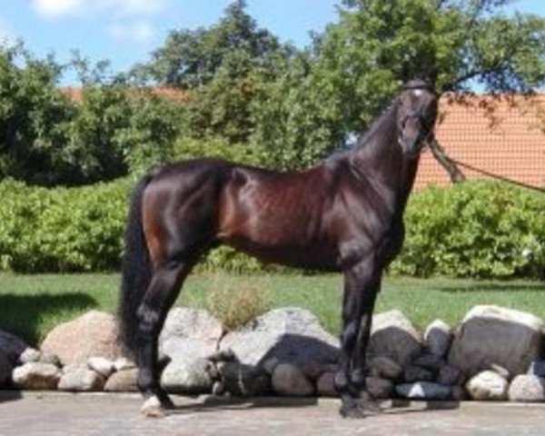 stallion Leonid (Holsteiner, 1988, from Landgraf I)
