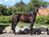 stallion Leonid (Holsteiner, 1988, from Landgraf I)