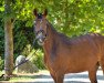 jumper Steendieks Miss Tracy (German Riding Pony, 2013, from FS Chambertin)