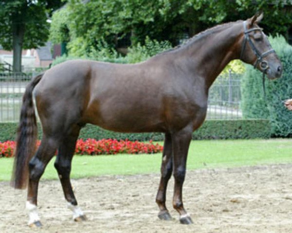 stallion Florubin (Oldenburg, 2002, from Florestan I)