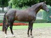 stallion Florubin (Oldenburg, 2002, from Florestan I)