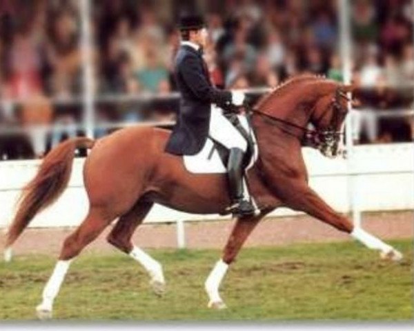stallion Itaxerxes (Trakehner, 1982, from Tenor)