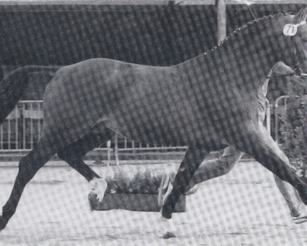 Deckhengst Weltglanz (Hannoveraner, 1976, von Wedekind)