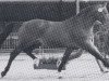 stallion Weltglanz (Hanoverian, 1976, from Wedekind)