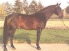 stallion Golden Graf (Hanoverian, 1984, from Gold Ferdl)