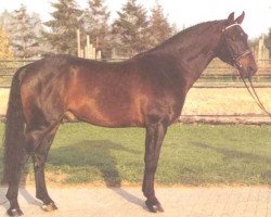 stallion Golden Graf (Hanoverian, 1984, from Gold Ferdl)