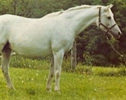 Zuchtstute Abiza (Trakehner, 1963, von Maharadscha)