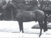 stallion Funke (Westphalian, 1985, from Feuerfunke xx)