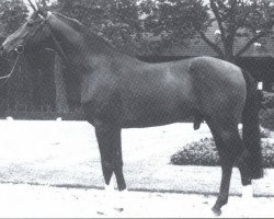 stallion Funke (Westphalian, 1985, from Feuerfunke xx)