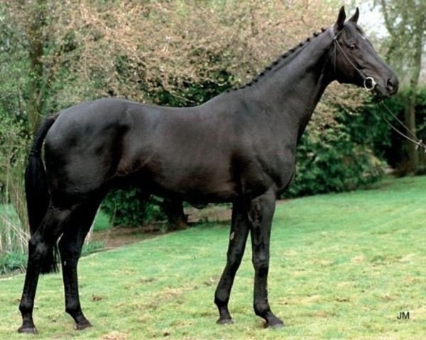 stallion Kreator xx (Thoroughbred, 1992, from Babant xx)