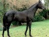 stallion Kreator xx (Thoroughbred, 1992, from Babant xx)