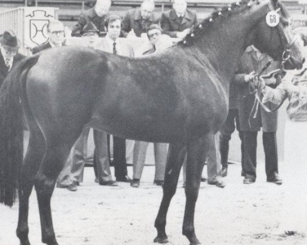 stallion Rossini (Holsteiner, 1976, from Ronald)