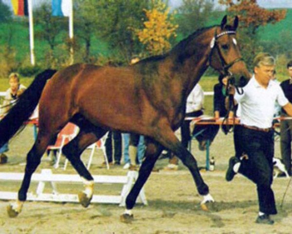 Pferd Rhodos (Holsteiner, 1981, von Rossini)