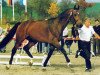 stallion Rhodos (Holsteiner, 1981, from Rossini)