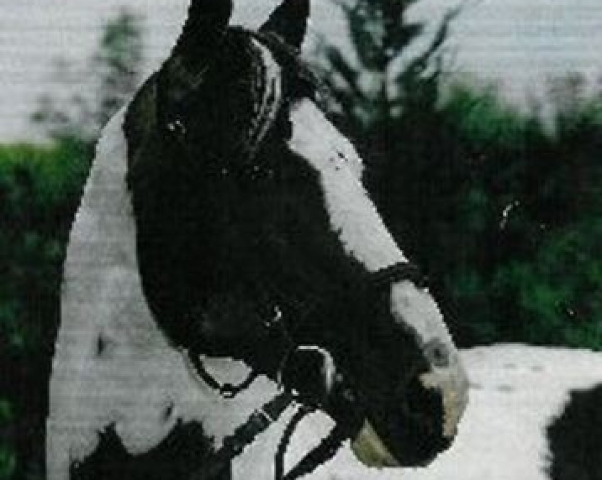 Deckhengst Astek (Polnisches Warmblut, 1987, von Alarm)