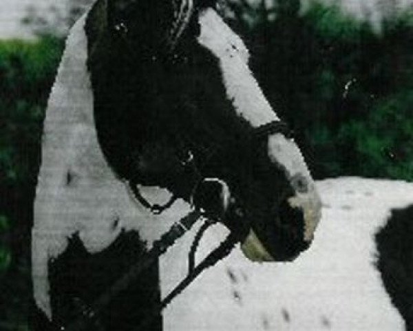 stallion Astek (Polish Warmblood, 1987, from Alarm)