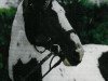 stallion Astek (Polish Warmblood, 1987, from Alarm)