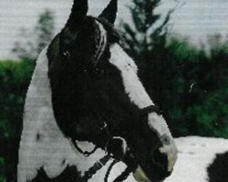 stallion Astek (Polish Warmblood, 1987, from Alarm)