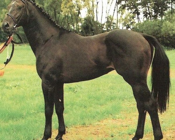 stallion Calmiro (Oldenburg, 1989, from Contender)