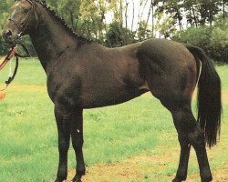 stallion Calmiro (Oldenburg, 1989, from Contender)