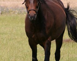 broodmare Misty Galore (Hanoverian, 2000, from Metternich)