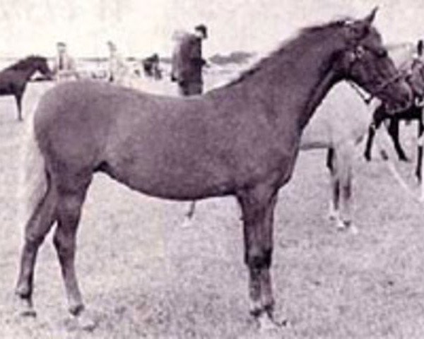 Zuchtstute Clyphada Periwinkle (Welsh Pony (Sek.B), 1964, von Solway Master Bronze)
