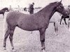 horse Clyphada Periwinkle (Welsh-Pony (Section B), 1964, from Solway Master Bronze)