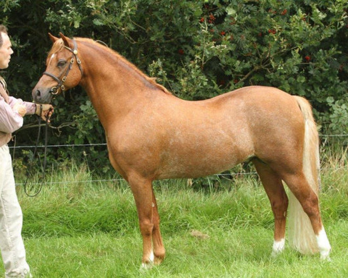 Deckhengst Wildzang's Socrates (Welsh Pony (Sek.B), 2004, von Den Bramel's Bucco)