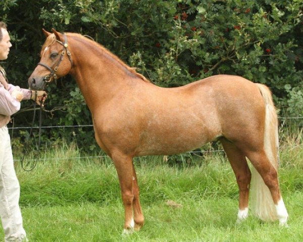 stallion Wildzang's Socrates (Welsh-Pony (Section B), 2004, from Den Bramel's Bucco)