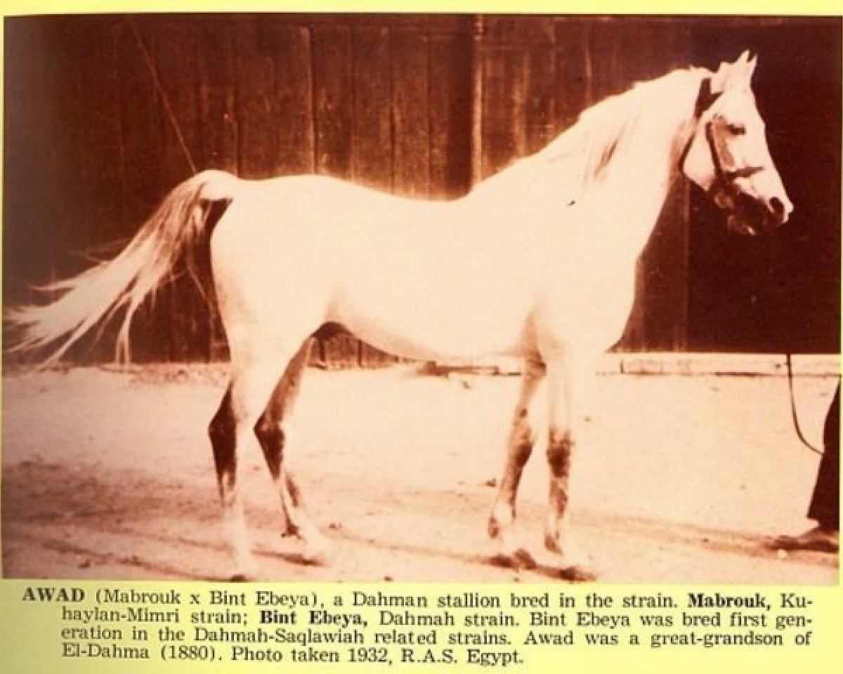 stallion Awad 1918 RAS (Arabian purebred, 1918, from Mabrouk Manial 1912 RAS)