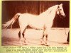 stallion Awad 1918 RAS (Arabian thoroughbred, 1918, from Mabrouk Manial 1912 RAS)