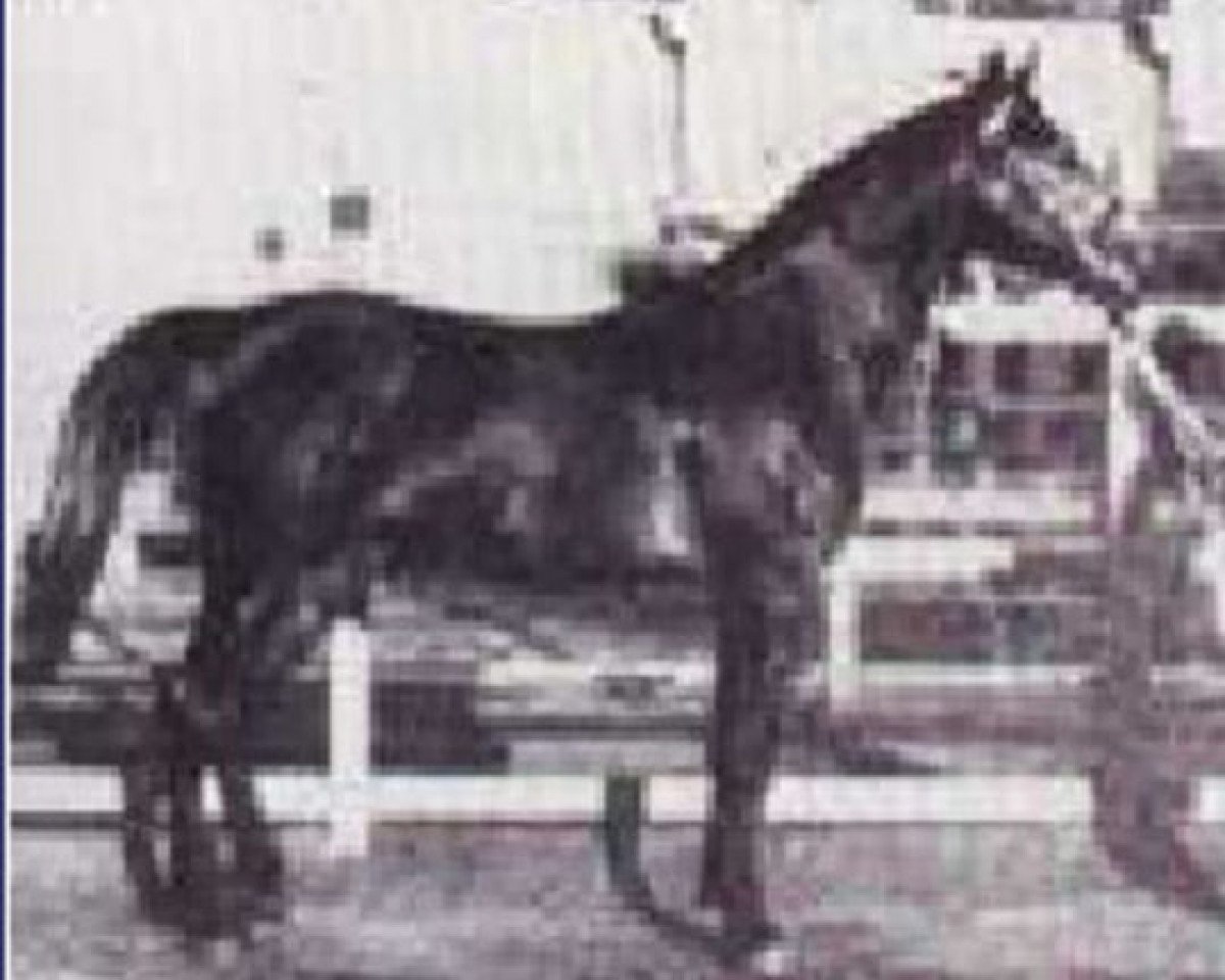stallion El Zafir RAS (Arabian purebred, 1930, from Awad 1918 RAS)