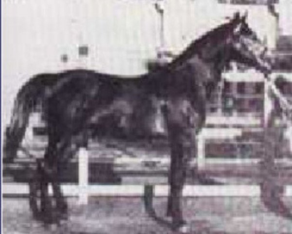 stallion El Zafir RAS (Arabian thoroughbred, 1930, from Awad 1918 RAS)